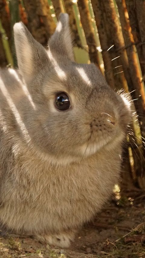 Download wallpaper 2160x3840 rabbit, animal, fluffy, cute samsung galaxy s4, s5, note, sony xperia z, z1, z2, z3, htc one, lenovo vibe hd background