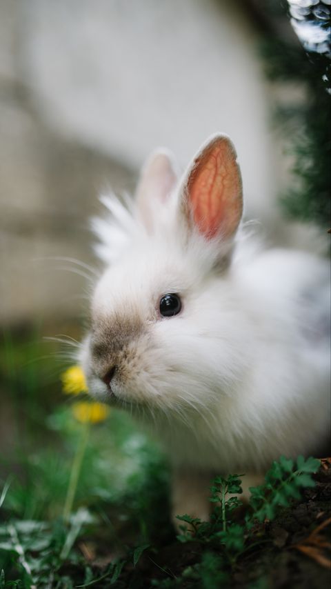 Download wallpaper 2160x3840 rabbit, animal, grasses, fluffy, cute samsung galaxy s4, s5, note, sony xperia z, z1, z2, z3, htc one, lenovo vibe hd background