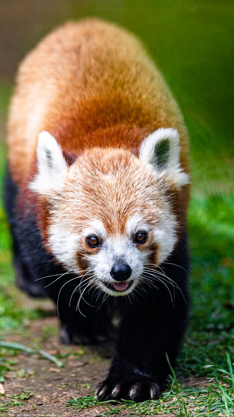 Download wallpaper 2160x3840 red panda, panda, animal, cute samsung galaxy s4, s5, note, sony xperia z, z1, z2, z3, htc one, lenovo vibe hd background