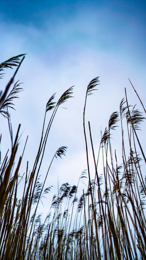 Download wallpaper 2160x3840 reed, grass, sky, nature samsung galaxy s4, s5, note, sony xperia z, z1, z2, z3, htc one, lenovo vibe hd background