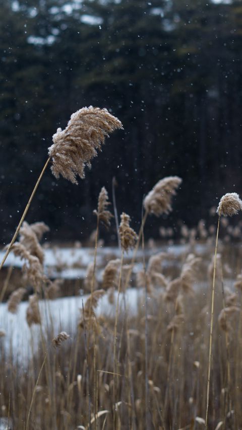 Download wallpaper 2160x3840 reeds, stems, snow, lake, nature samsung galaxy s4, s5, note, sony xperia z, z1, z2, z3, htc one, lenovo vibe hd background