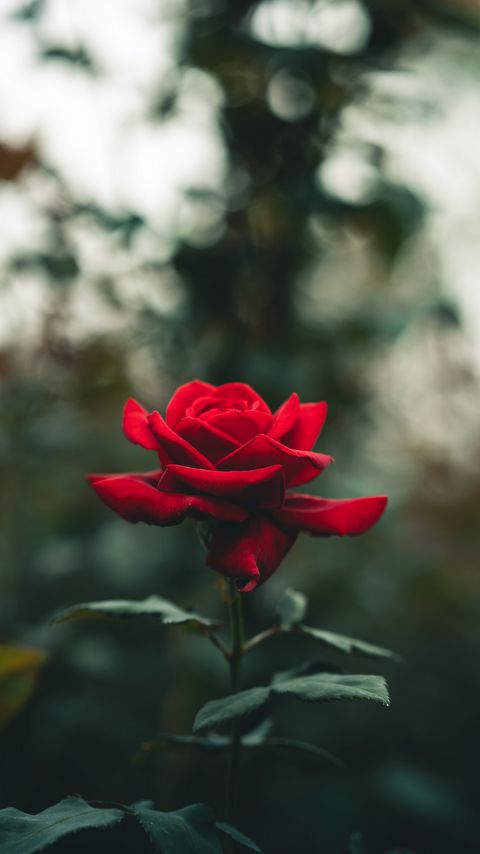 Download wallpaper 2160x3840 rose, flower, petals, red, blur samsung galaxy s4, s5, note, sony xperia z, z1, z2, z3, htc one, lenovo vibe hd background