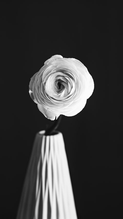 Download wallpaper 2160x3840 rose, flower, petals, vase, black and white, bw samsung galaxy s4, s5, note, sony xperia z, z1, z2, z3, htc one, lenovo vibe hd background