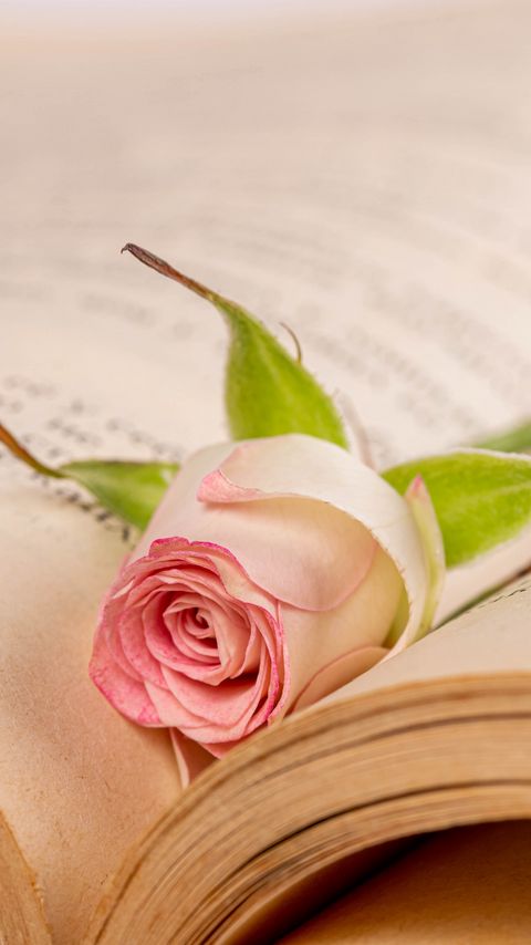 Download wallpaper 2160x3840 rose, flower, petals, book samsung galaxy s4, s5, note, sony xperia z, z1, z2, z3, htc one, lenovo vibe hd background