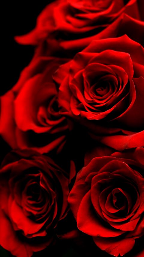 Download wallpaper 2160x3840 roses, flowers, petals, red samsung galaxy s4, s5, note, sony xperia z, z1, z2, z3, htc one, lenovo vibe hd background