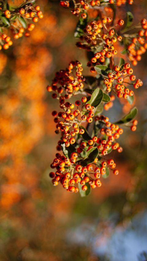 Download wallpaper 2160x3840 rowan, berries, branch, leaves, orange, macro samsung galaxy s4, s5, note, sony xperia z, z1, z2, z3, htc one, lenovo vibe hd background