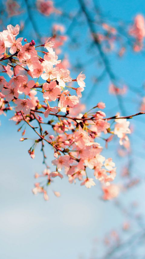 Download wallpaper 2160x3840 sakura, flowers, branch, spring, macro, pink samsung galaxy s4, s5, note, sony xperia z, z1, z2, z3, htc one, lenovo vibe hd background