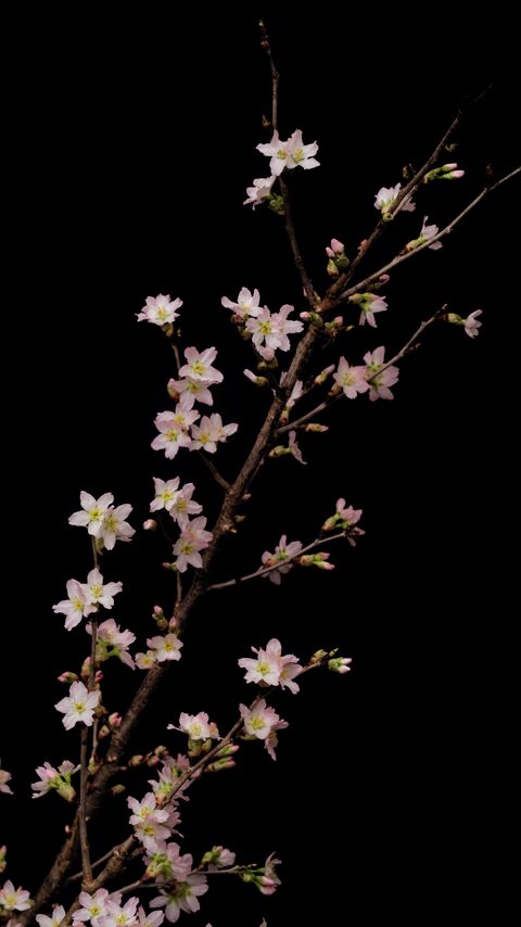 Download wallpaper 2160x3840 sakura, flowers, branches, black samsung galaxy s4, s5, note, sony xperia z, z1, z2, z3, htc one, lenovo vibe hd background