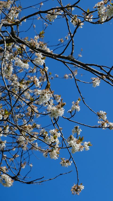 Download wallpaper 2160x3840 sakura, flowers, branches, spring, sky, blue samsung galaxy s4, s5, note, sony xperia z, z1, z2, z3, htc one, lenovo vibe hd background