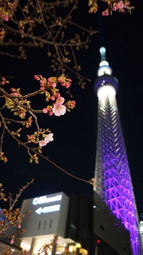 Download wallpaper 2160x3840 sakura, flowers, branches, tower, backlight, dark samsung galaxy s4, s5, note, sony xperia z, z1, z2, z3, htc one, lenovo vibe hd background