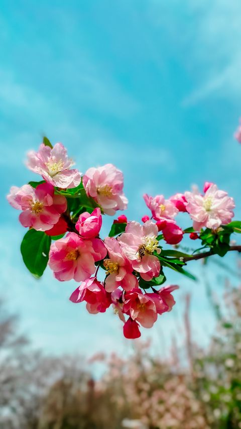 Download wallpaper 2160x3840 sakura, flowers, petals, spring, branch, macro samsung galaxy s4, s5, note, sony xperia z, z1, z2, z3, htc one, lenovo vibe hd background