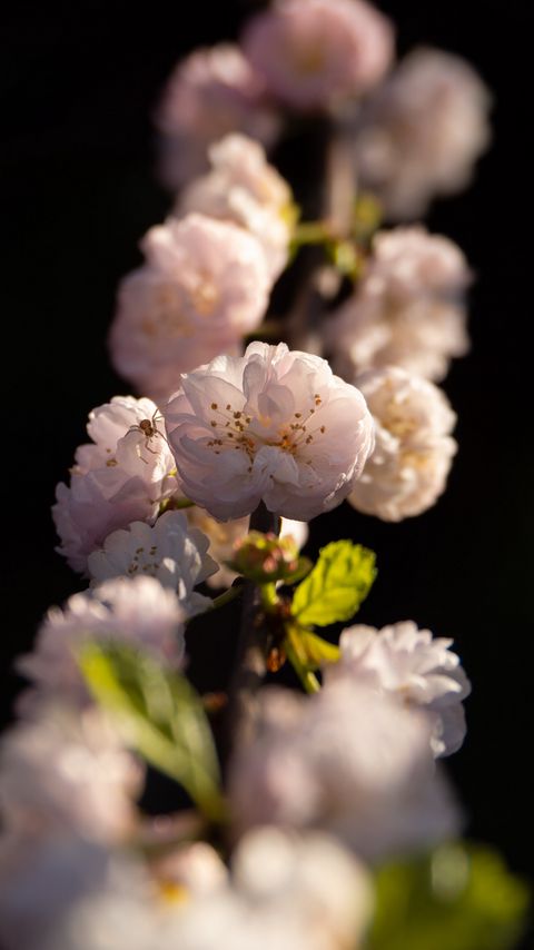 Download wallpaper 2160x3840 sakura, flowers, petals, branch, spider, insect, macro samsung galaxy s4, s5, note, sony xperia z, z1, z2, z3, htc one, lenovo vibe hd background