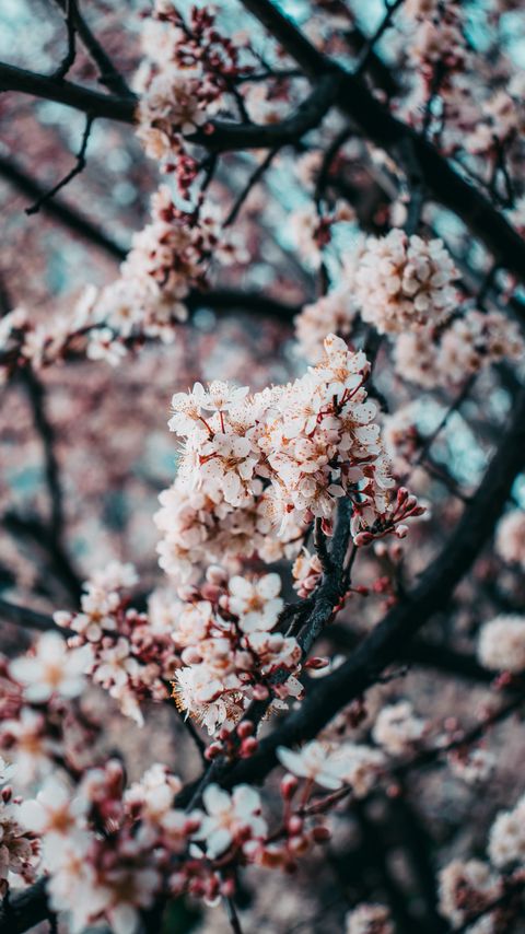 Download wallpaper 2160x3840 sakura, flowers, spring, pink samsung galaxy s4, s5, note, sony xperia z, z1, z2, z3, htc one, lenovo vibe hd background