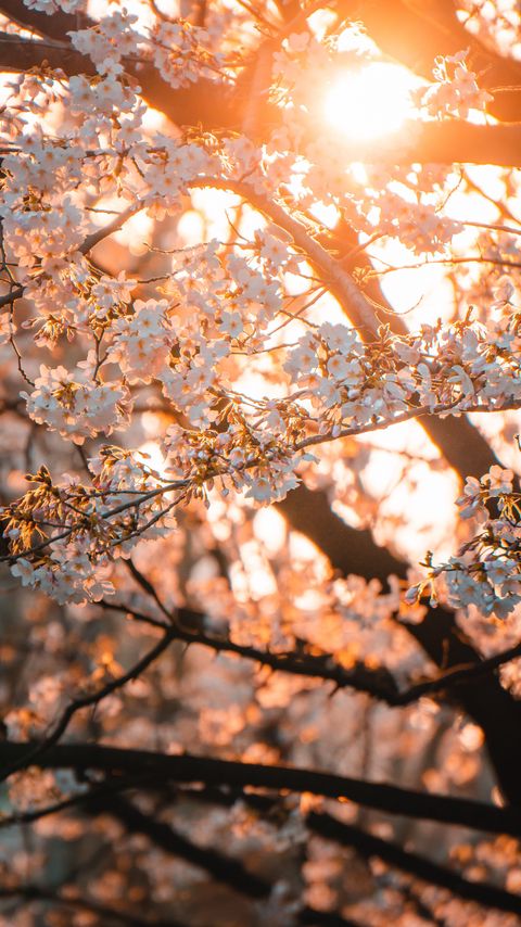 Download wallpaper 2160x3840 sakura, flowers, sunlight, spring samsung galaxy s4, s5, note, sony xperia z, z1, z2, z3, htc one, lenovo vibe hd background