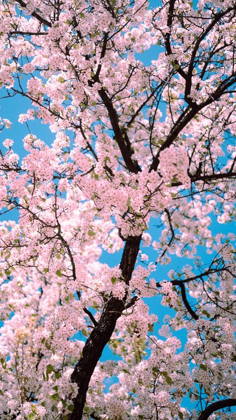 Download wallpaper 2160x3840 sakura, flowers, tree, branches, spring, pink samsung galaxy s4, s5, note, sony xperia z, z1, z2, z3, htc one, lenovo vibe hd background