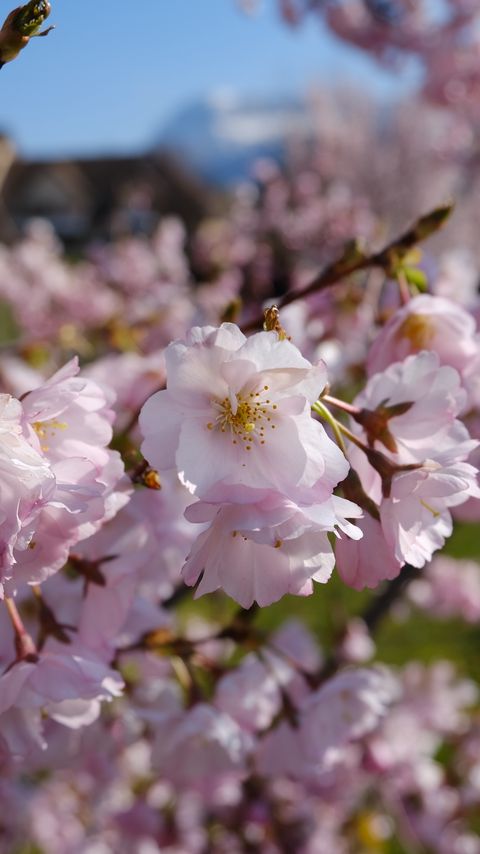 Download wallpaper 2160x3840 sakura, petals, flowers, spring, branches, macro samsung galaxy s4, s5, note, sony xperia z, z1, z2, z3, htc one, lenovo vibe hd background