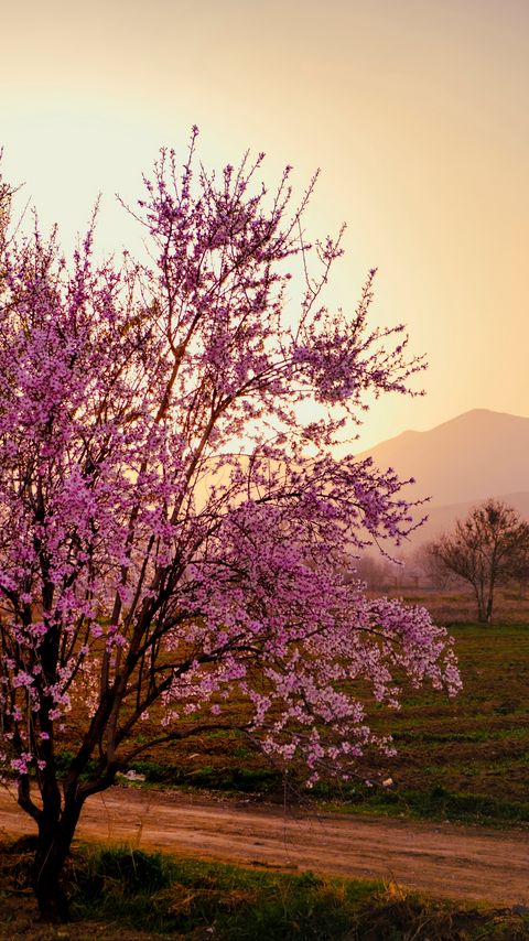 Download wallpaper 2160x3840 sakura, tree, flowers, field, mountains, landscape samsung galaxy s4, s5, note, sony xperia z, z1, z2, z3, htc one, lenovo vibe hd background