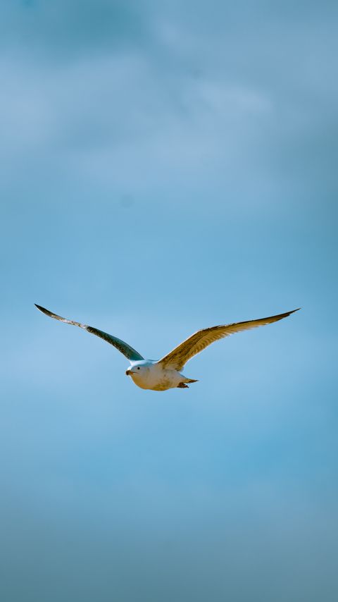 Download wallpaper 2160x3840 seagull, bird, flight, sky samsung galaxy s4, s5, note, sony xperia z, z1, z2, z3, htc one, lenovo vibe hd background