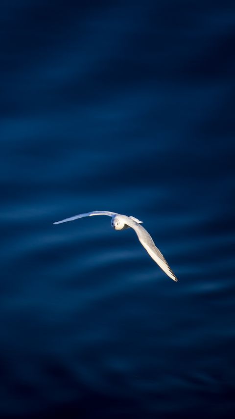 Download wallpaper 2160x3840 seagull, bird, flight, water samsung galaxy s4, s5, note, sony xperia z, z1, z2, z3, htc one, lenovo vibe hd background