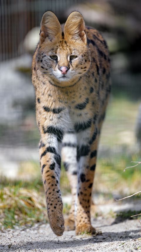 Download wallpaper 2160x3840 serval, predator, animal, glance, big cat samsung galaxy s4, s5, note, sony xperia z, z1, z2, z3, htc one, lenovo vibe hd background