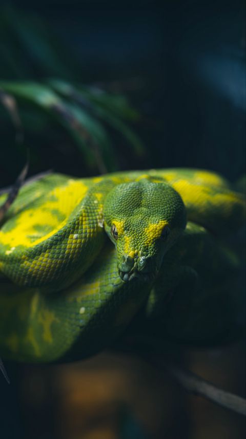 Download wallpaper 2160x3840 snake, reptile, green samsung galaxy s4, s5, note, sony xperia z, z1, z2, z3, htc one, lenovo vibe hd background