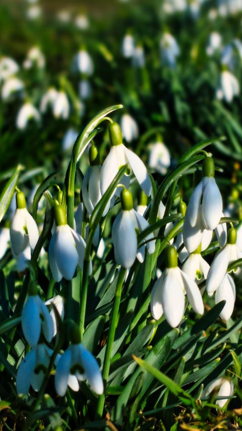 Download wallpaper 2160x3840 snowdrops, flowers, plants, spring, macro samsung galaxy s4, s5, note, sony xperia z, z1, z2, z3, htc one, lenovo vibe hd background