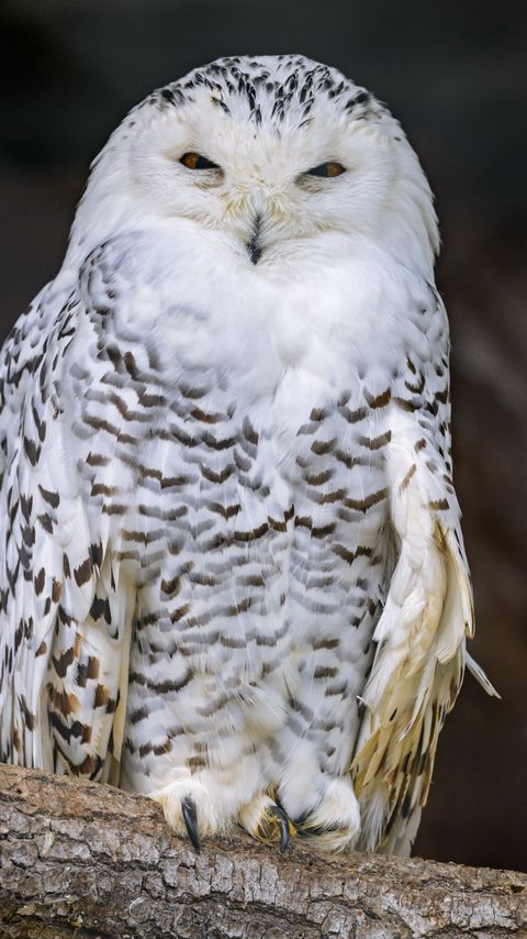 Download wallpaper 2160x3840 snowy owl, owl, bird, white samsung galaxy s4, s5, note, sony xperia z, z1, z2, z3, htc one, lenovo vibe hd background