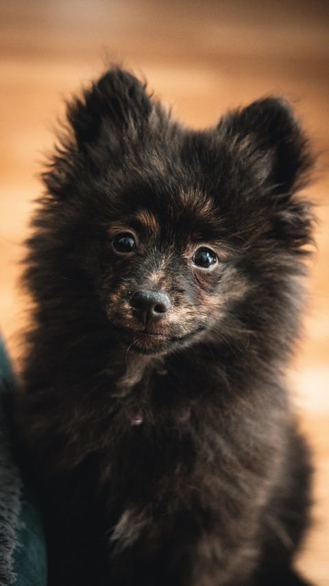 Download wallpaper 2160x3840 spitz, dog, puppy, fluffy, cute samsung galaxy s4, s5, note, sony xperia z, z1, z2, z3, htc one, lenovo vibe hd background