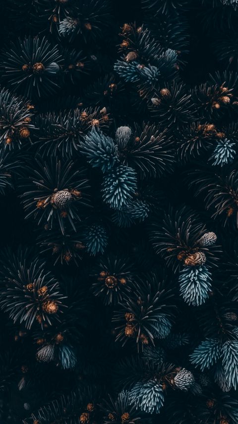 Download wallpaper 2160x3840 spruce, branches, needles, cones, macro samsung galaxy s4, s5, note, sony xperia z, z1, z2, z3, htc one, lenovo vibe hd background