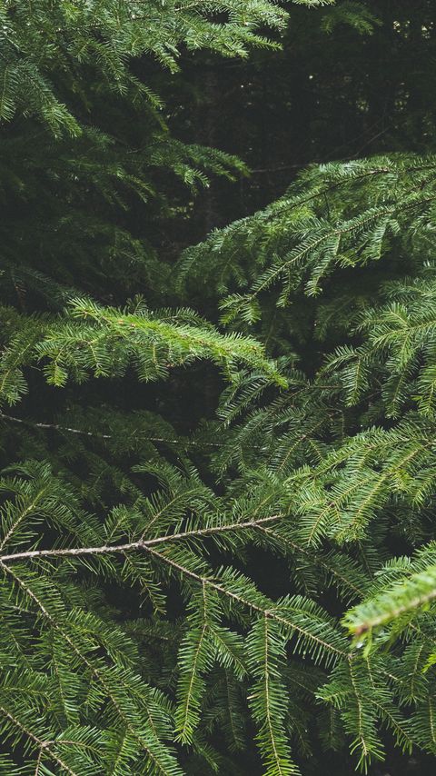 Download wallpaper 2160x3840 spruce, tree, needles, branches, macro, green samsung galaxy s4, s5, note, sony xperia z, z1, z2, z3, htc one, lenovo vibe hd background