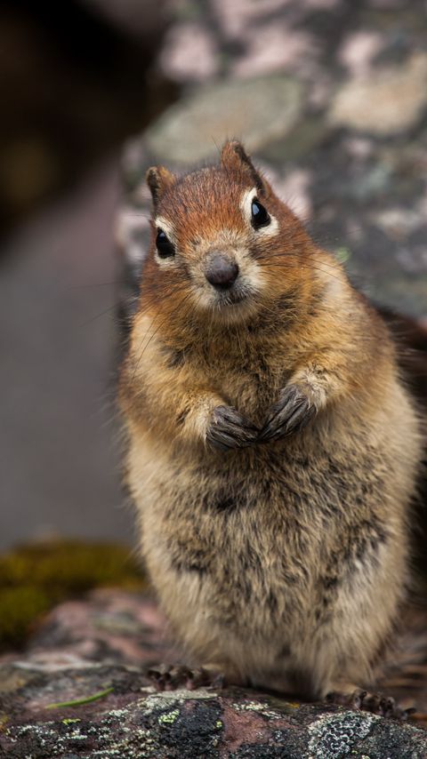 Download wallpaper 2160x3840 squirrel, animal, glance, cute samsung galaxy s4, s5, note, sony xperia z, z1, z2, z3, htc one, lenovo vibe hd background