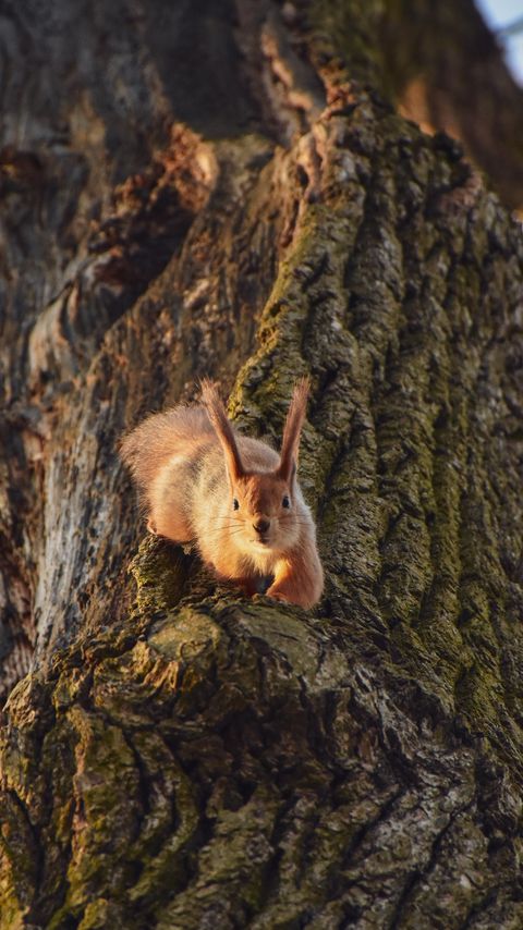 Download wallpaper 2160x3840 squirrel, animal, tree, funny, cool samsung galaxy s4, s5, note, sony xperia z, z1, z2, z3, htc one, lenovo vibe hd background