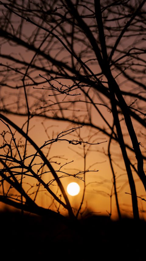 Download wallpaper 2160x3840 sun, sunset, trees, branches, dark samsung galaxy s4, s5, note, sony xperia z, z1, z2, z3, htc one, lenovo vibe hd background