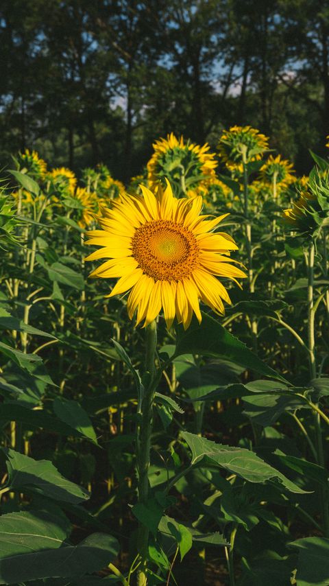 Download wallpaper 2160x3840 sunflower, flower, yellow, field, summer samsung galaxy s4, s5, note, sony xperia z, z1, z2, z3, htc one, lenovo vibe hd background