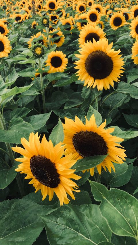 Download wallpaper 2160x3840 sunflowers, field, flowers, yellow samsung galaxy s4, s5, note, sony xperia z, z1, z2, z3, htc one, lenovo vibe hd background