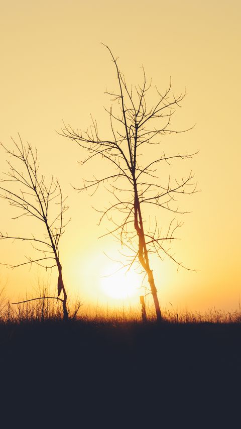 Download wallpaper 2160x3840 sunset, trees, branches, silhouettes, sun, dark samsung galaxy s4, s5, note, sony xperia z, z1, z2, z3, htc one, lenovo vibe hd background