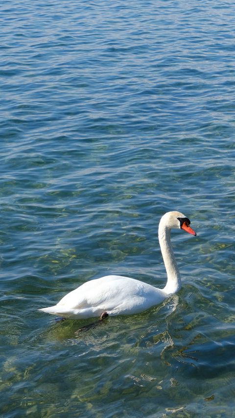 Download wallpaper 2160x3840 swan, bird, water, waves samsung galaxy s4, s5, note, sony xperia z, z1, z2, z3, htc one, lenovo vibe hd background