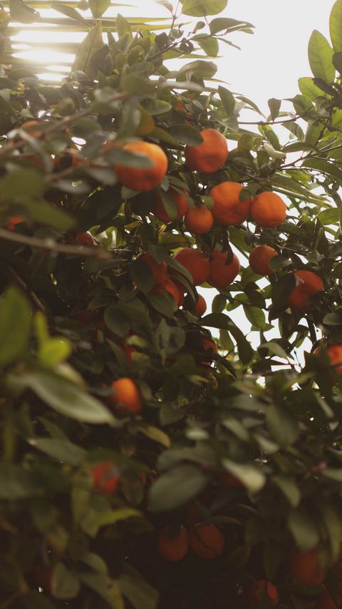 Download wallpaper 2160x3840 tangerines, fruit, bush, light, plant samsung galaxy s4, s5, note, sony xperia z, z1, z2, z3, htc one, lenovo vibe hd background