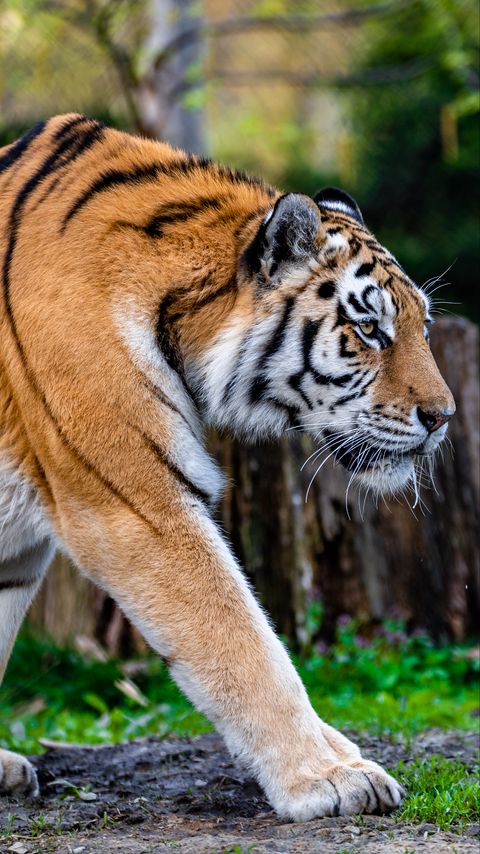 Download wallpaper 2160x3840 tiger, animal, big cat, brown, wildlife samsung galaxy s4, s5, note, sony xperia z, z1, z2, z3, htc one, lenovo vibe hd background