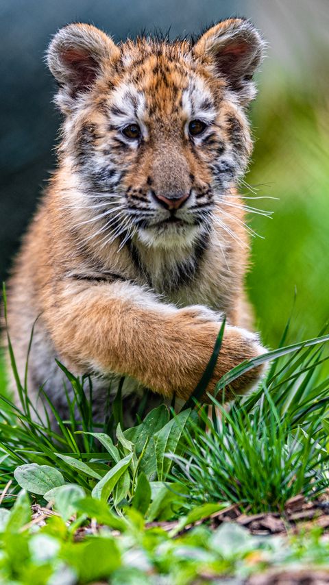 Download wallpaper 2160x3840 tiger cub, tiger, animal, cute, grass, wildlife samsung galaxy s4, s5, note, sony xperia z, z1, z2, z3, htc one, lenovo vibe hd background