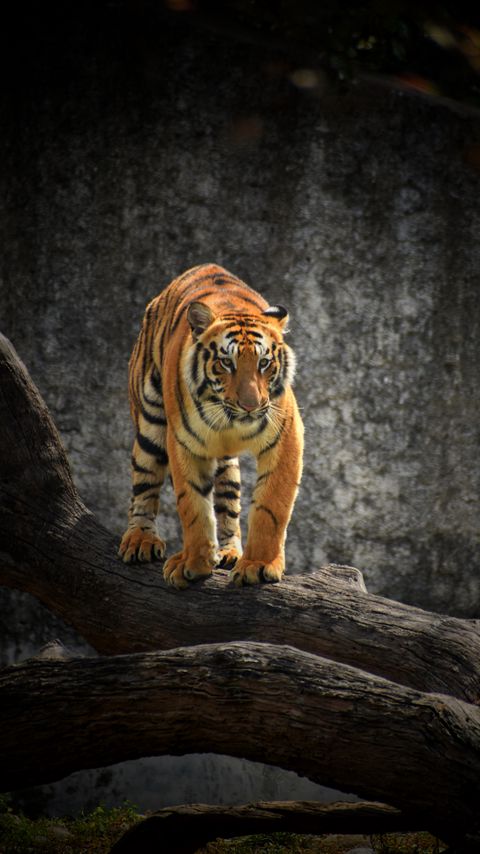 Download wallpaper 2160x3840 tiger, glance, predator, tree, big cat samsung galaxy s4, s5, note, sony xperia z, z1, z2, z3, htc one, lenovo vibe hd background