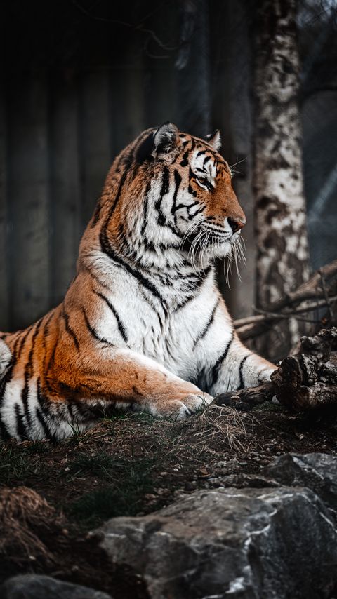 Download wallpaper 2160x3840 tiger, glance, predator, big cat, wildlife samsung galaxy s4, s5, note, sony xperia z, z1, z2, z3, htc one, lenovo vibe hd background