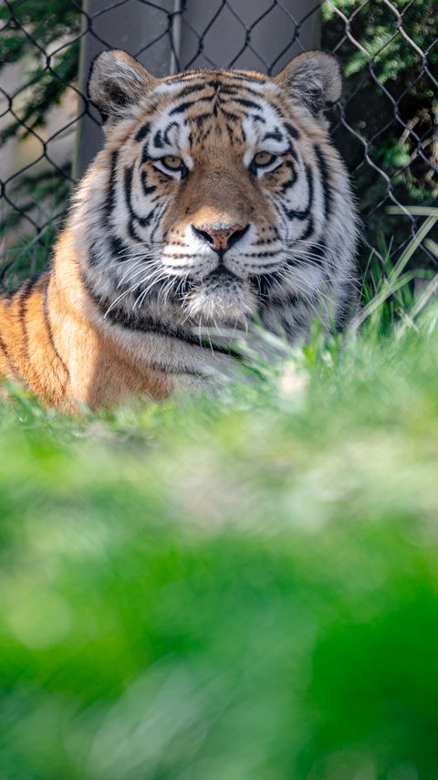 Download wallpaper 2160x3840 tiger, glance, predator, animal, big cat samsung galaxy s4, s5, note, sony xperia z, z1, z2, z3, htc one, lenovo vibe hd background