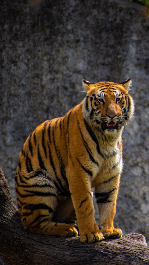 Download wallpaper 2160x3840 tiger, predator, big cat, tree samsung galaxy s4, s5, note, sony xperia z, z1, z2, z3, htc one, lenovo vibe hd background