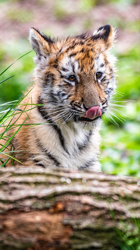 Download wallpaper 2160x3840 tiger, tiger cub, protruding tongue, funny, cute samsung galaxy s4, s5, note, sony xperia z, z1, z2, z3, htc one, lenovo vibe hd background