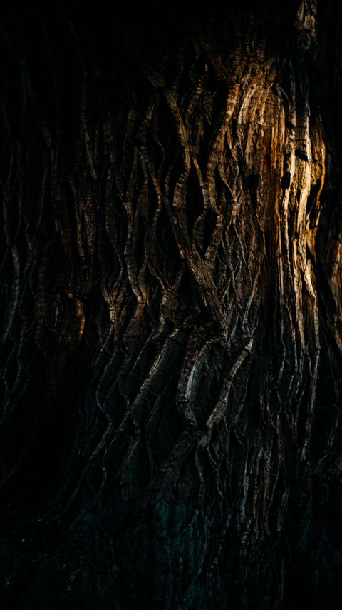 Download wallpaper 2160x3840 tree, bark, relief, texture, shadow, dark samsung galaxy s4, s5, note, sony xperia z, z1, z2, z3, htc one, lenovo vibe hd background