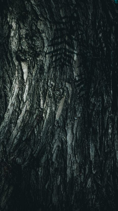 Download wallpaper 2160x3840 tree, bark, rough, texture samsung galaxy s4, s5, note, sony xperia z, z1, z2, z3, htc one, lenovo vibe hd background