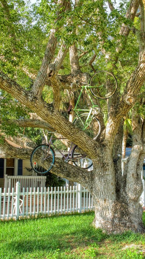 Download wallpaper 2160x3840 tree, bicycles, bikes, summer samsung galaxy s4, s5, note, sony xperia z, z1, z2, z3, htc one, lenovo vibe hd background