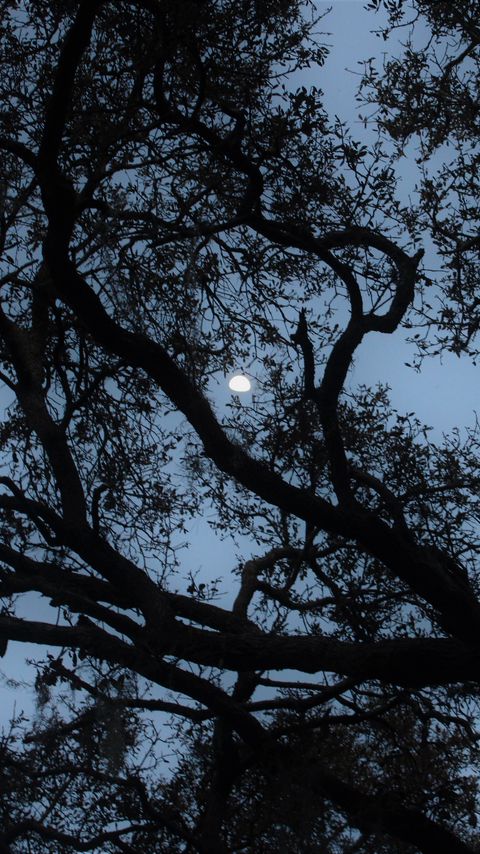 Download wallpaper 2160x3840 tree, branches, moon, twilight, dark samsung galaxy s4, s5, note, sony xperia z, z1, z2, z3, htc one, lenovo vibe hd background