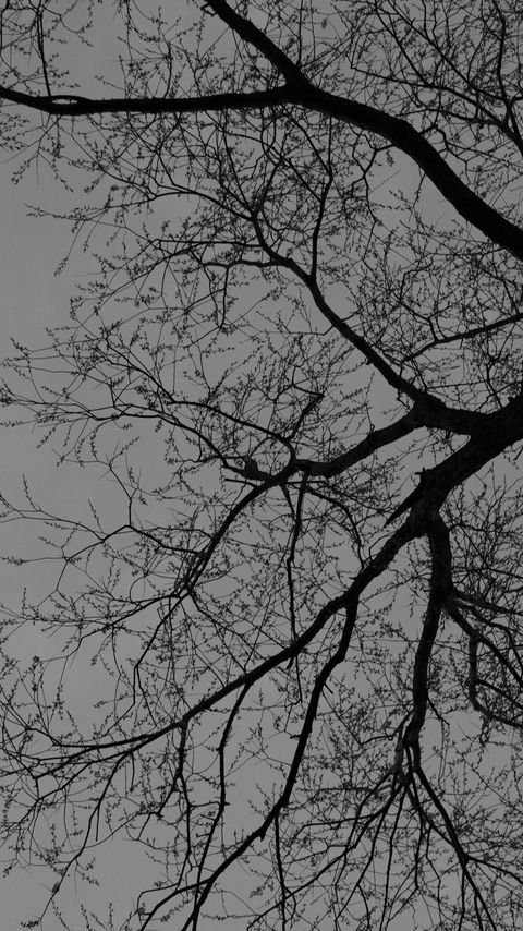 Download wallpaper 2160x3840 tree, branches, silhouette, black and white samsung galaxy s4, s5, note, sony xperia z, z1, z2, z3, htc one, lenovo vibe hd background